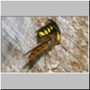 Ectemnius cavifrons oder ruficornis - Grabwespe w02c 12mm beim Nesteintrag - Hainschwebfliege.jpg